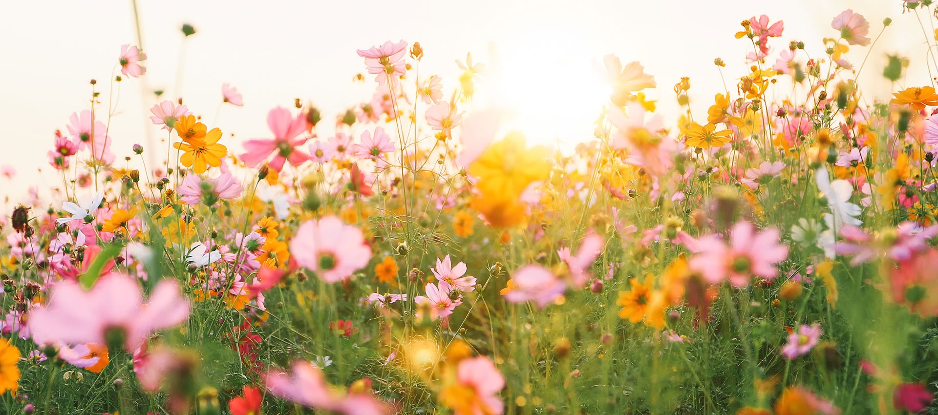 Ein Traum von Sommerfrische